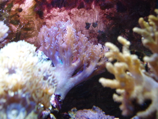 cespitularia