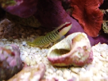 goby