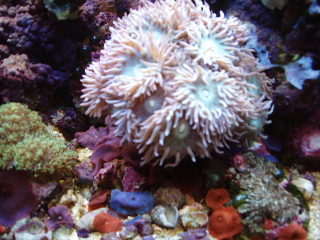 duncan coral