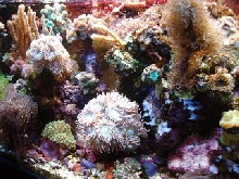 corals