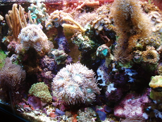 corals