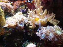 corals