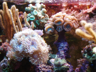 corals