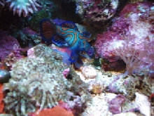 mandarin