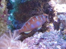 chalk bass