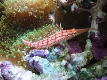 hawkfish