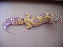 gecko