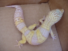 gecko
