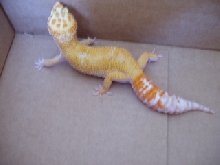 gecko