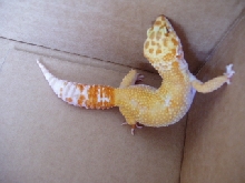 gecko