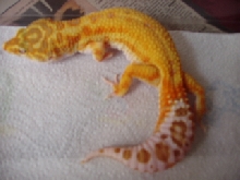 albino
