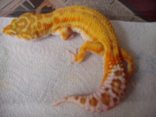 albino