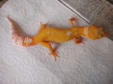 gecko