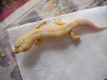 albino