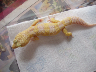 albino