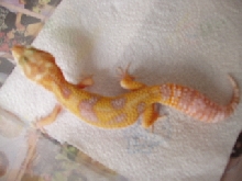 albino
