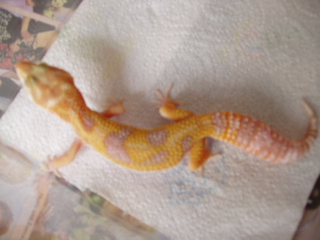 albino