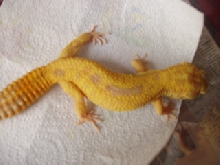 gecko
