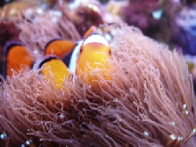 corals