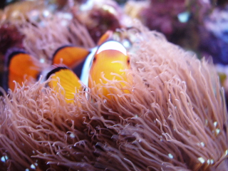 corals