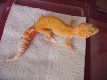 albino