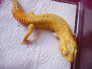 albino