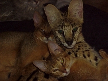 cuddle buddies