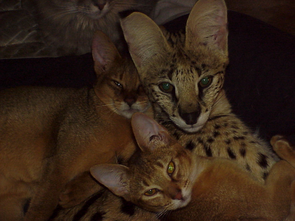 cuddle buddies