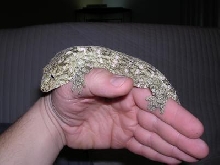Leachie