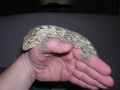 Leachie