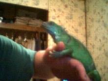 Greatest pet I ever owned