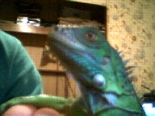 Samson's close-up