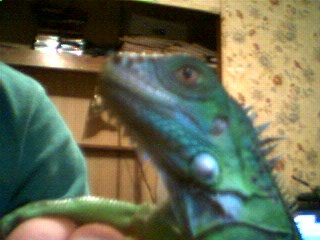 Samson's close-up