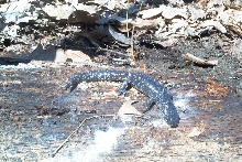 blue Spotted Salamander