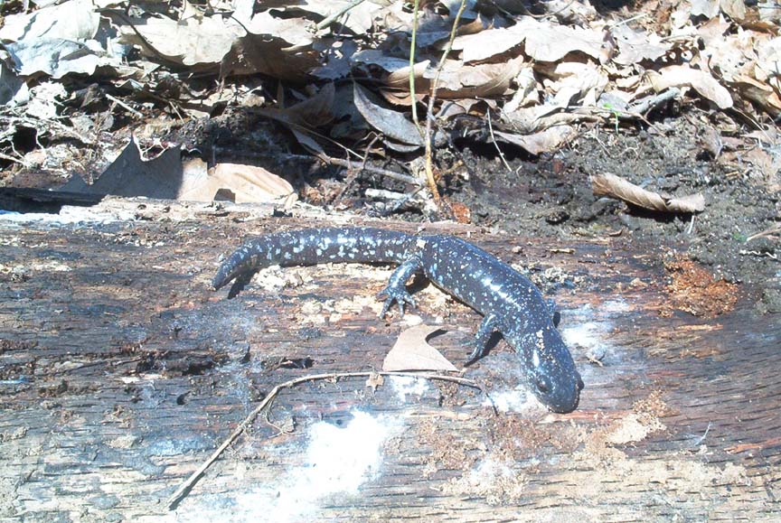 blue Spotted Salamander