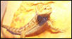 Ketu basking