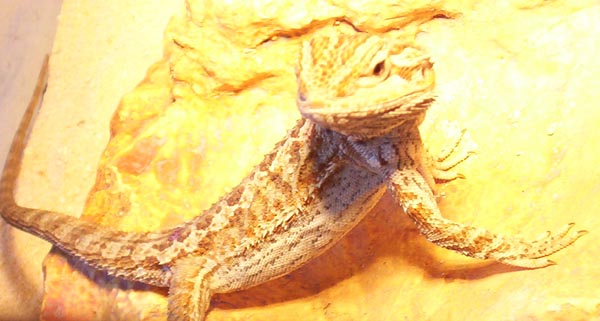 Ketu basking