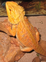 ketu 9 mos