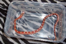 my bloodred's post-shed dinner