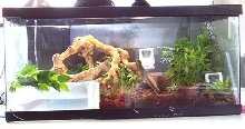 hatchling CWD home