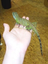 ryuoh in hand