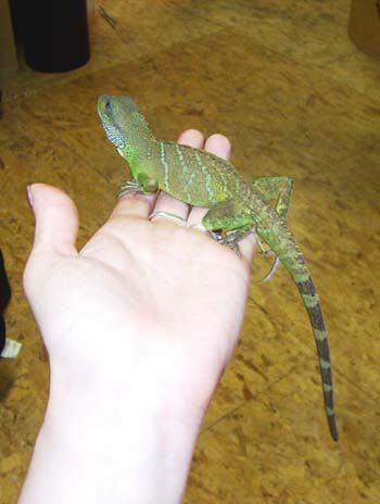 ryuoh in hand