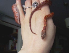 bloodred, named suki