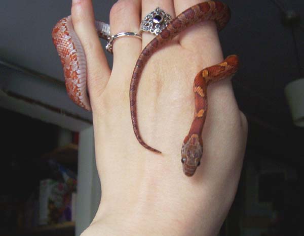 bloodred, named suki