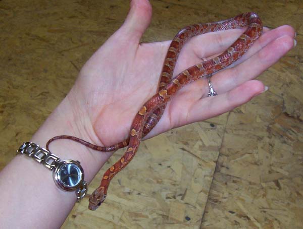 my bloodred, suki