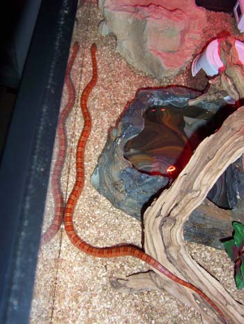 suki slithers to shelter