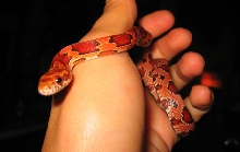 koevasi 4 mos