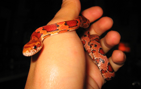 koevasi 4 mos