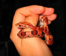 koevasi 4 mos