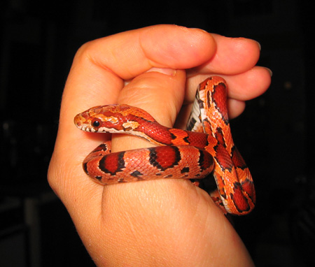 koevasi 4 mos